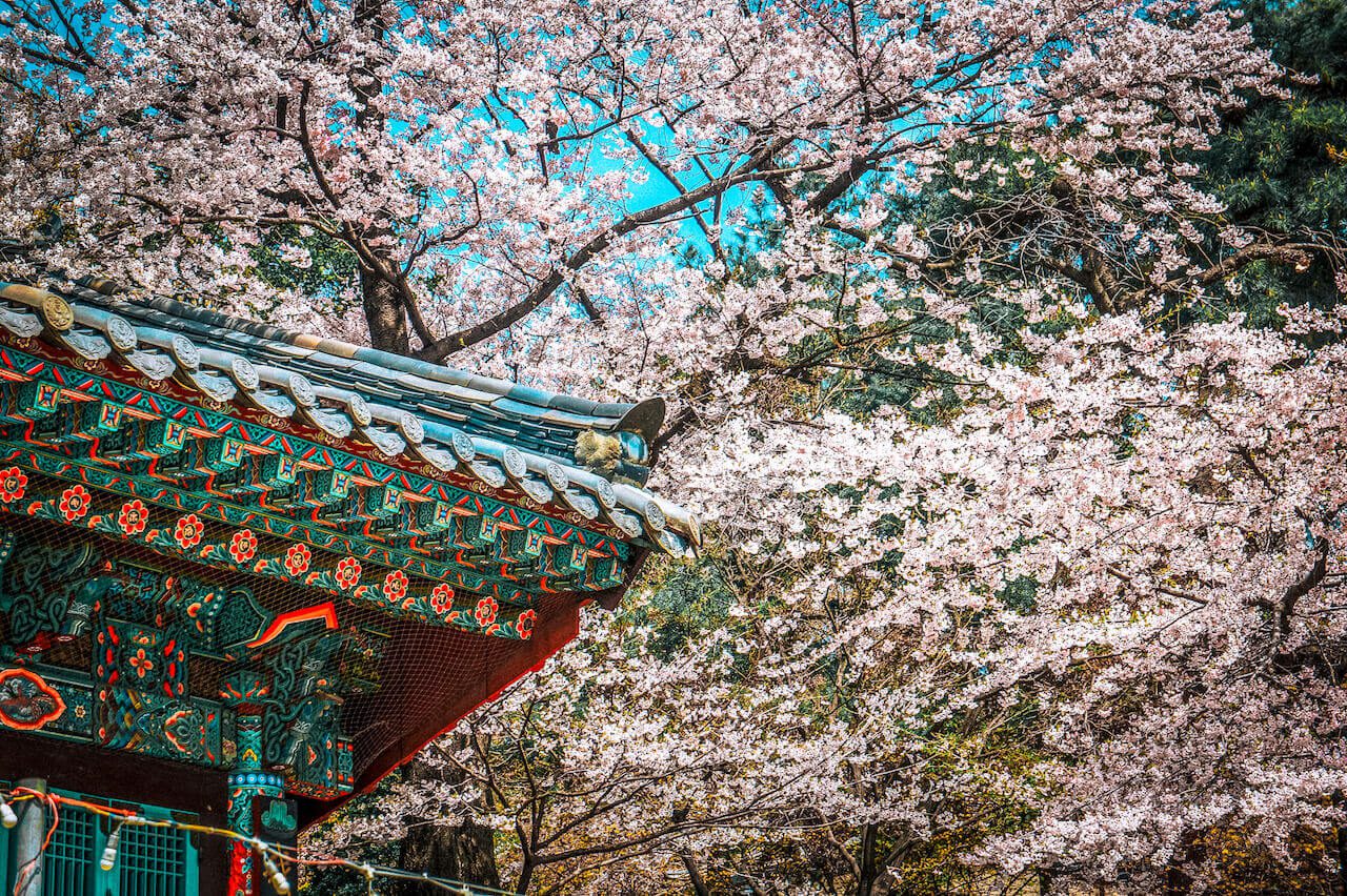 cherry blossoms in korea | bongeunsa temple seoul