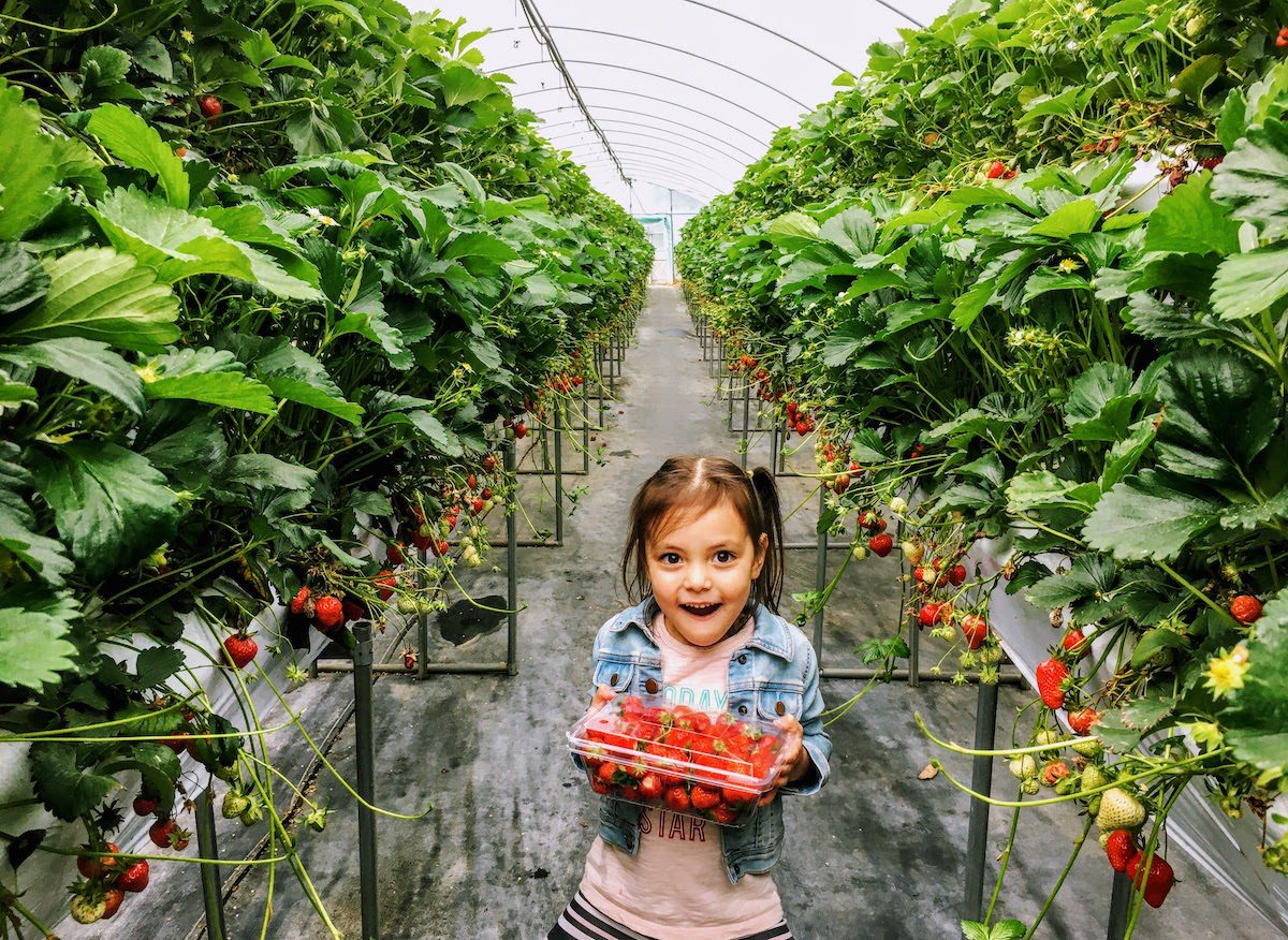 girl in strawberry greenhouse in korea
