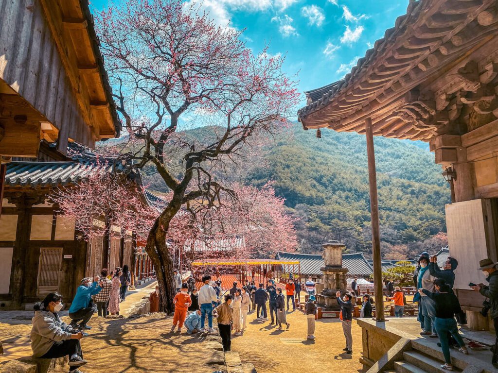 spring in korea | plum blossoms at hwaeomsa temple in gurye