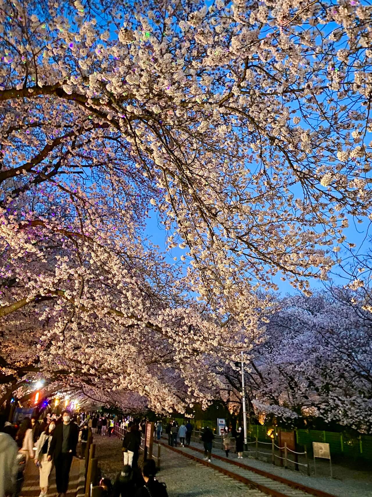 jinhae gunjangje cherry blossom festival