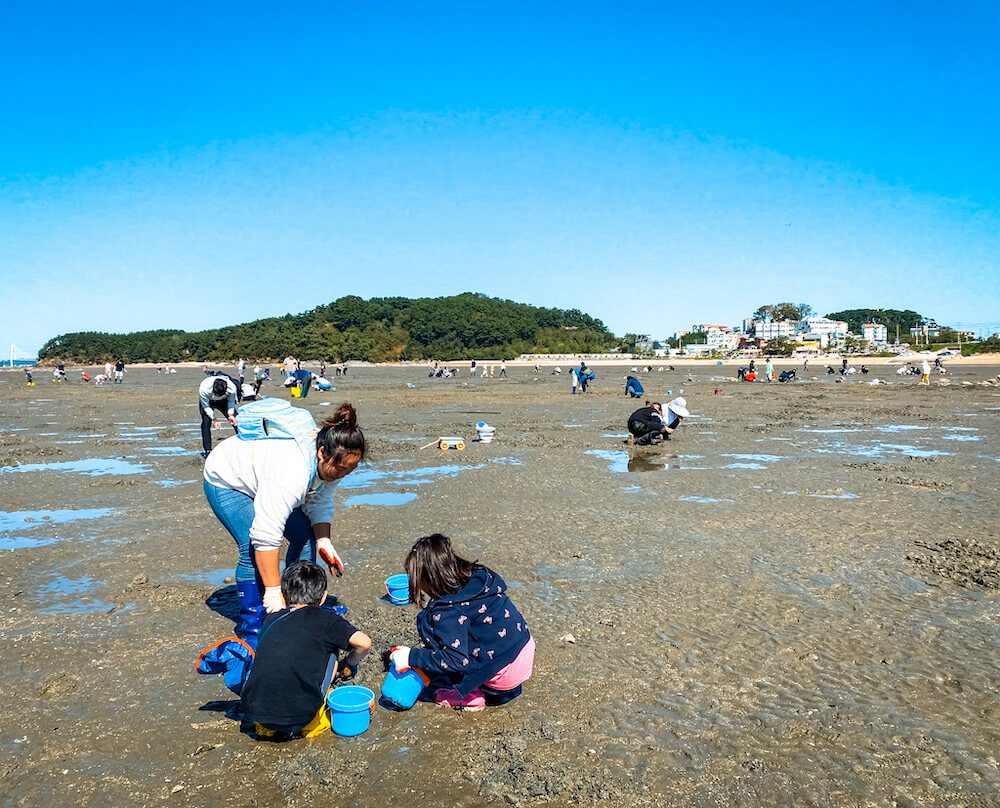 clam digging at seonjaedo island incheon korea