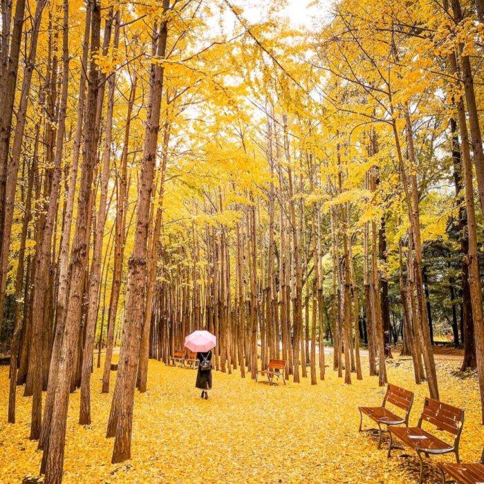 autumn in seoul | seoul forest ginkgo trees