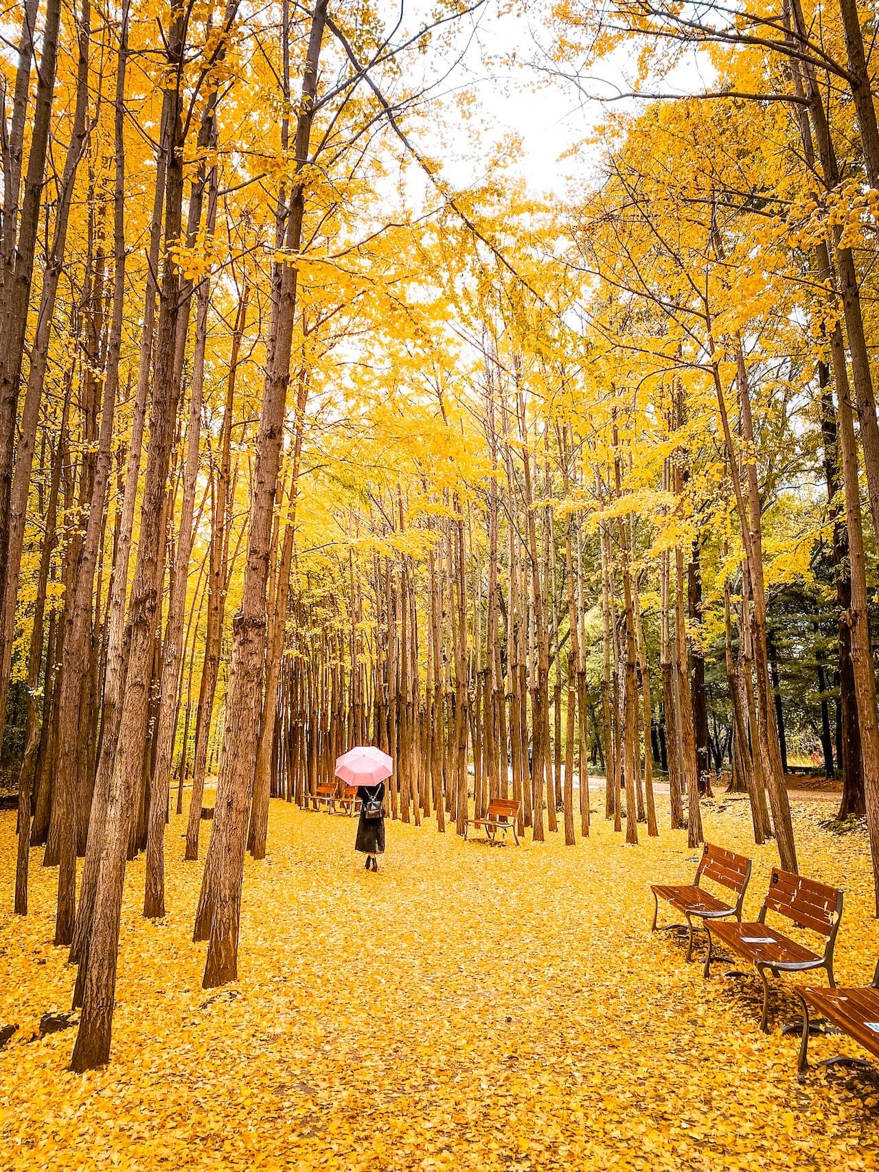 ginkgo tree forest in seoul forest