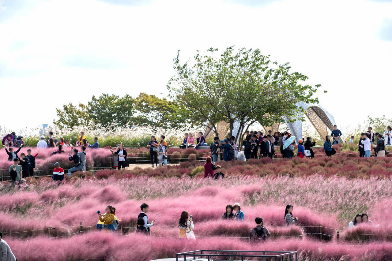 pink muhly in seoul at haneul park