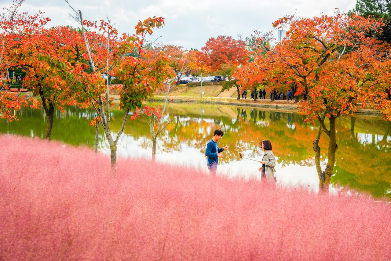 autumn in korea | pink muhly and fall foliage at bomun lake