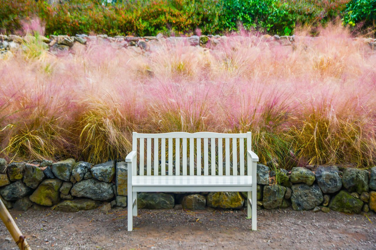 white bench in front of pink muhly grass in korea at hueree natural park in jeju