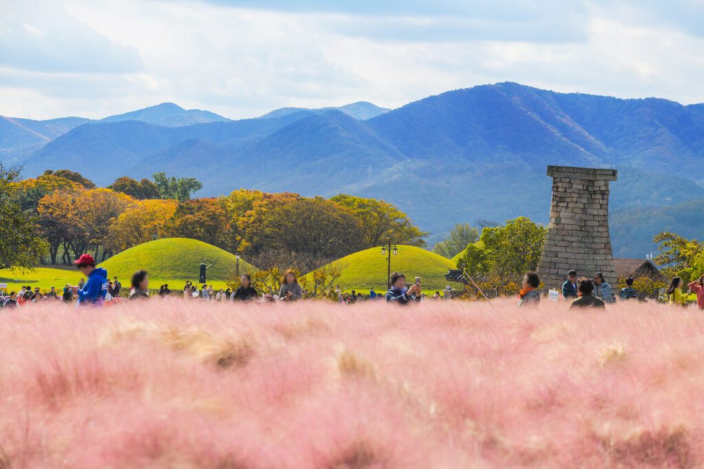 cheomseongdae pink muhly in korea