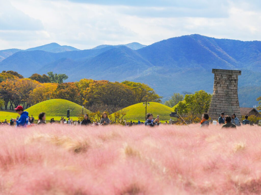 cheomseongdae pink muhly in korea