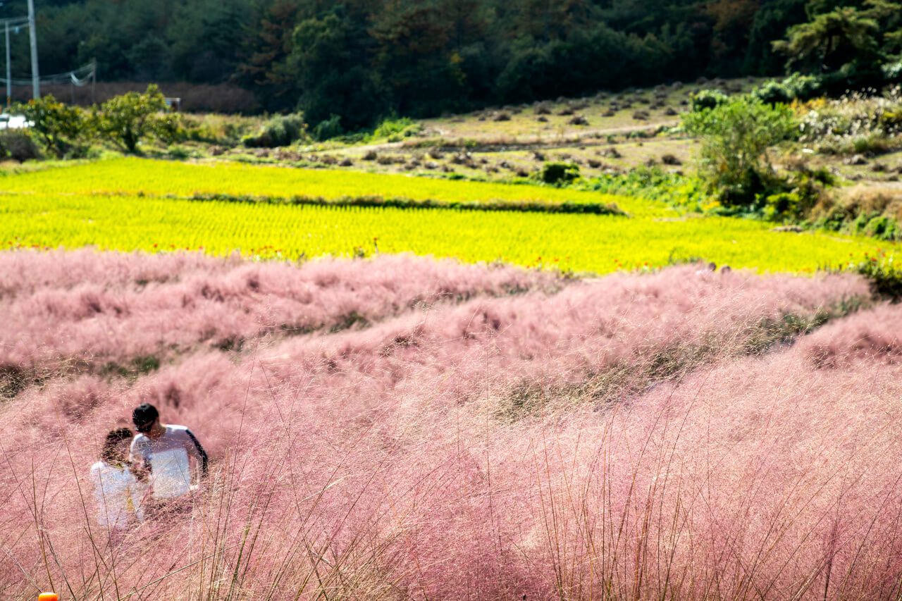 autumn in korea | pink muhly in korea