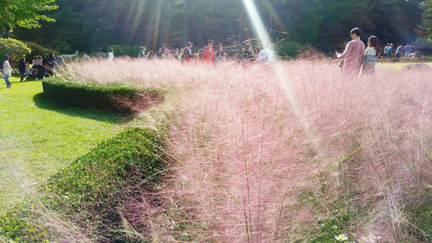 pink muhly grass in korea