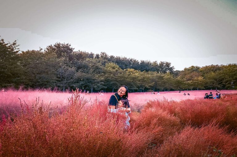 Olympic Park pink muhly during autumn in seoul