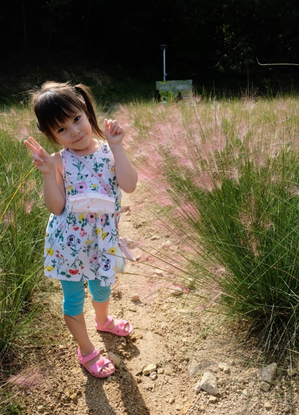 pink muhly garden at peaceland korea