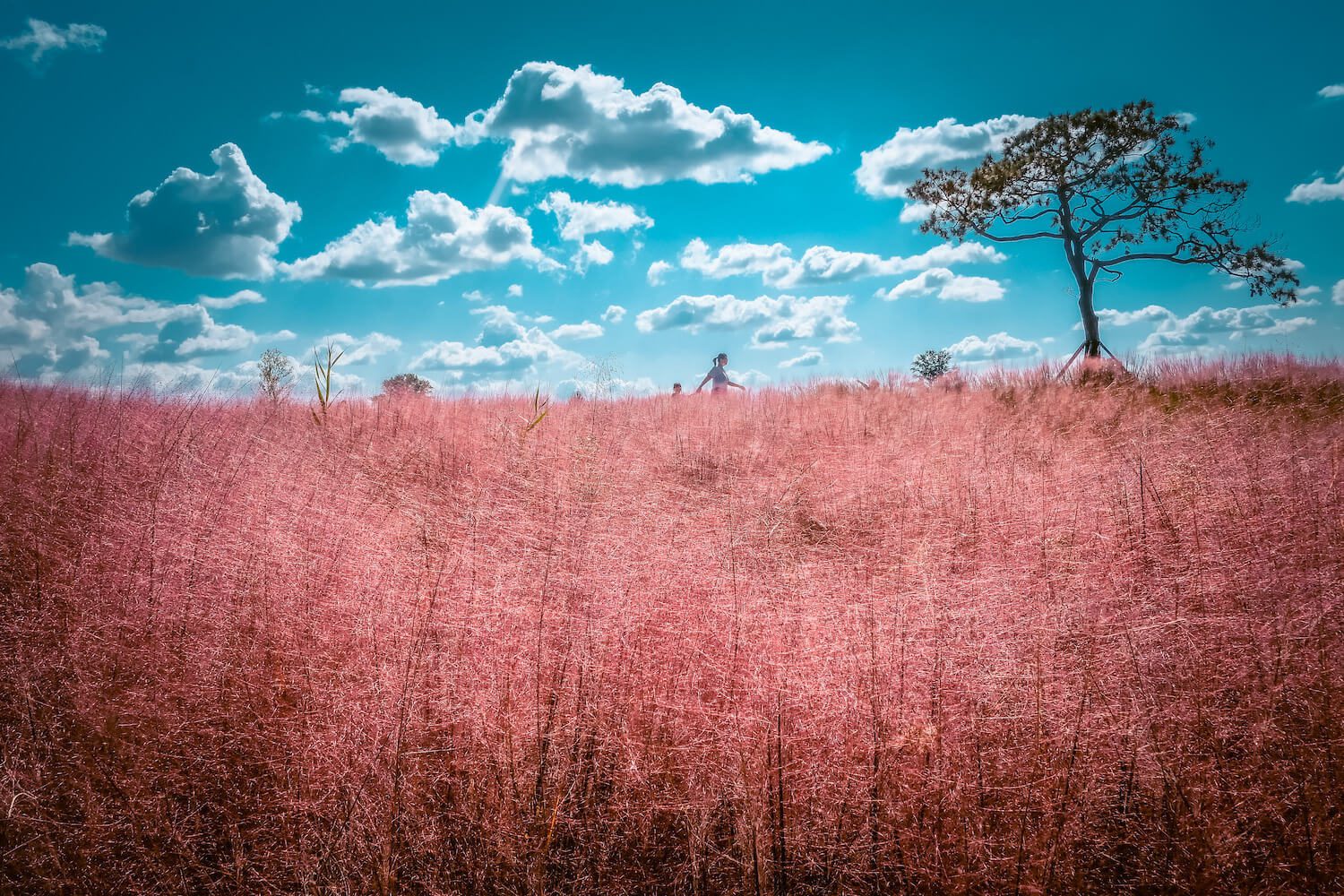 autumn in korea | pink muhly grass at anseong farmland