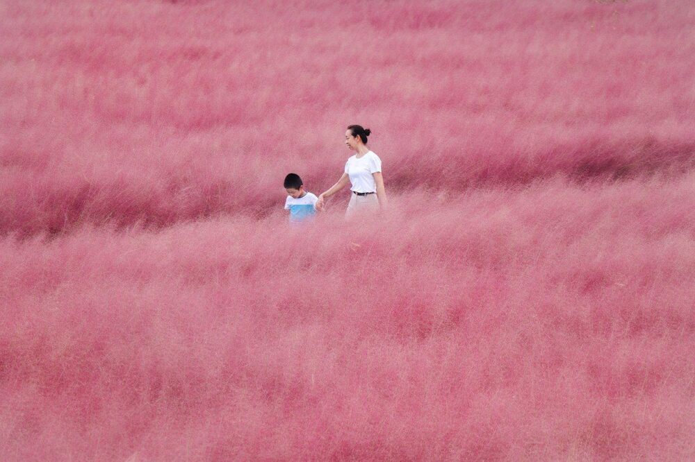 pink muhly grass