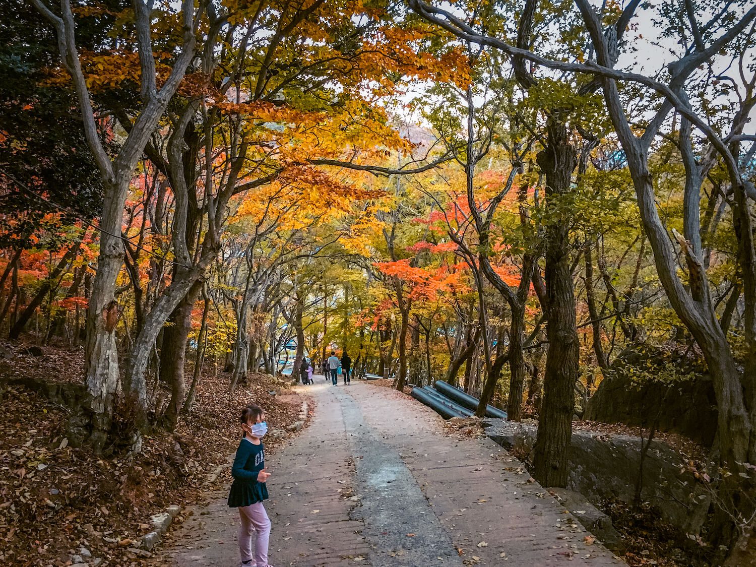the forest trail to hyangiram hermitage in autumn