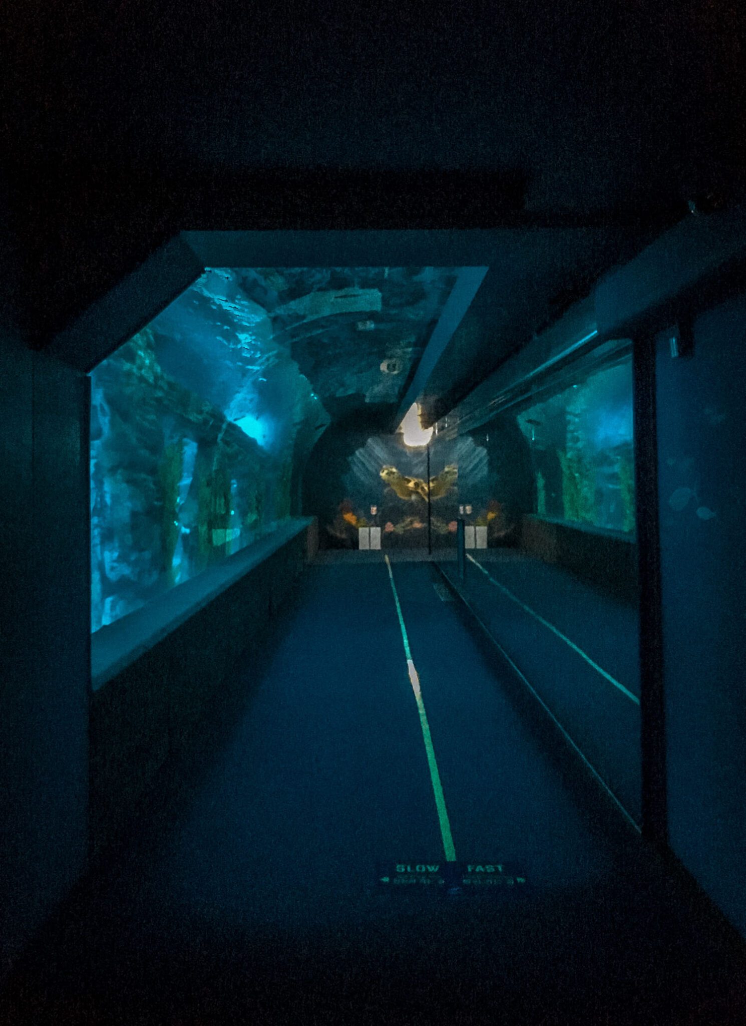 ocean tunnel at lotte world aquarium
