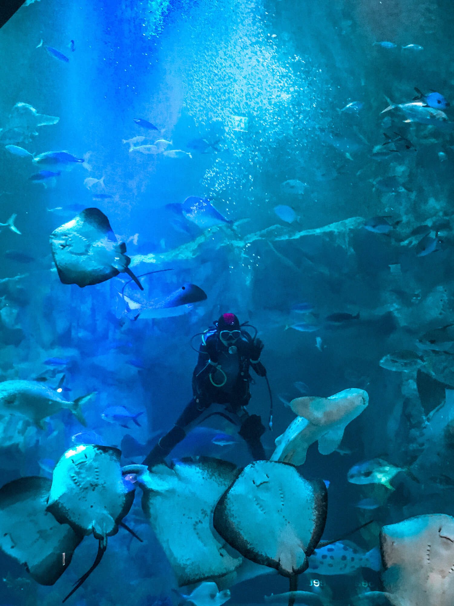scuba diver inside main tank at lotte world aquarium
