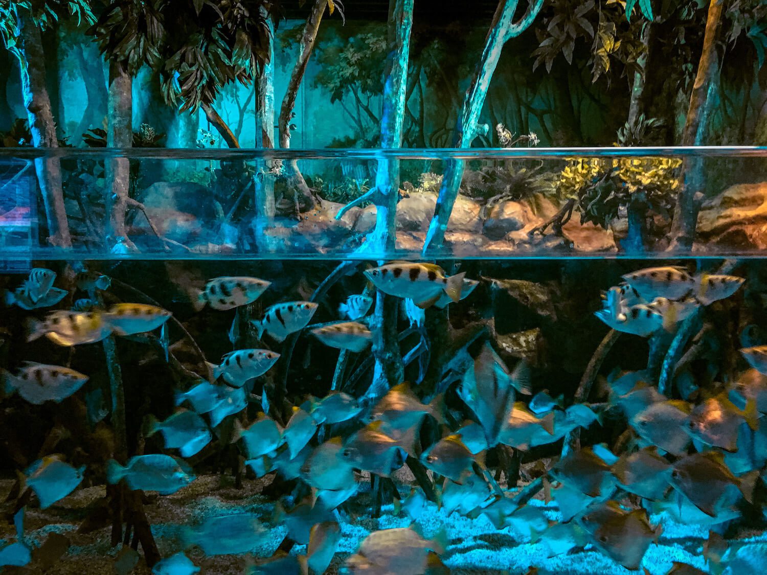 fish at lotte world aquarium in seoul