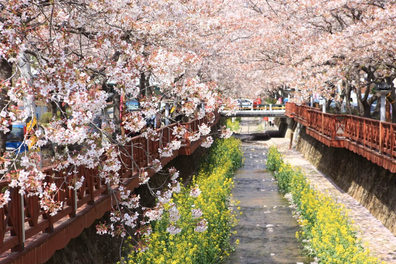 cherry blossoms in korea | yeojwachion jinhae