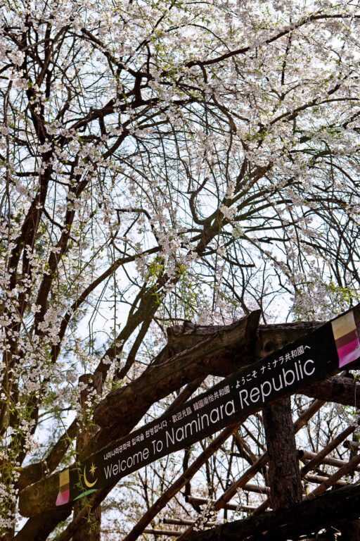 cherry blossoms in korea | nami island