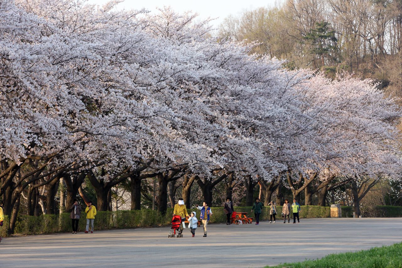cherry blossoms in korea: seoul grand park