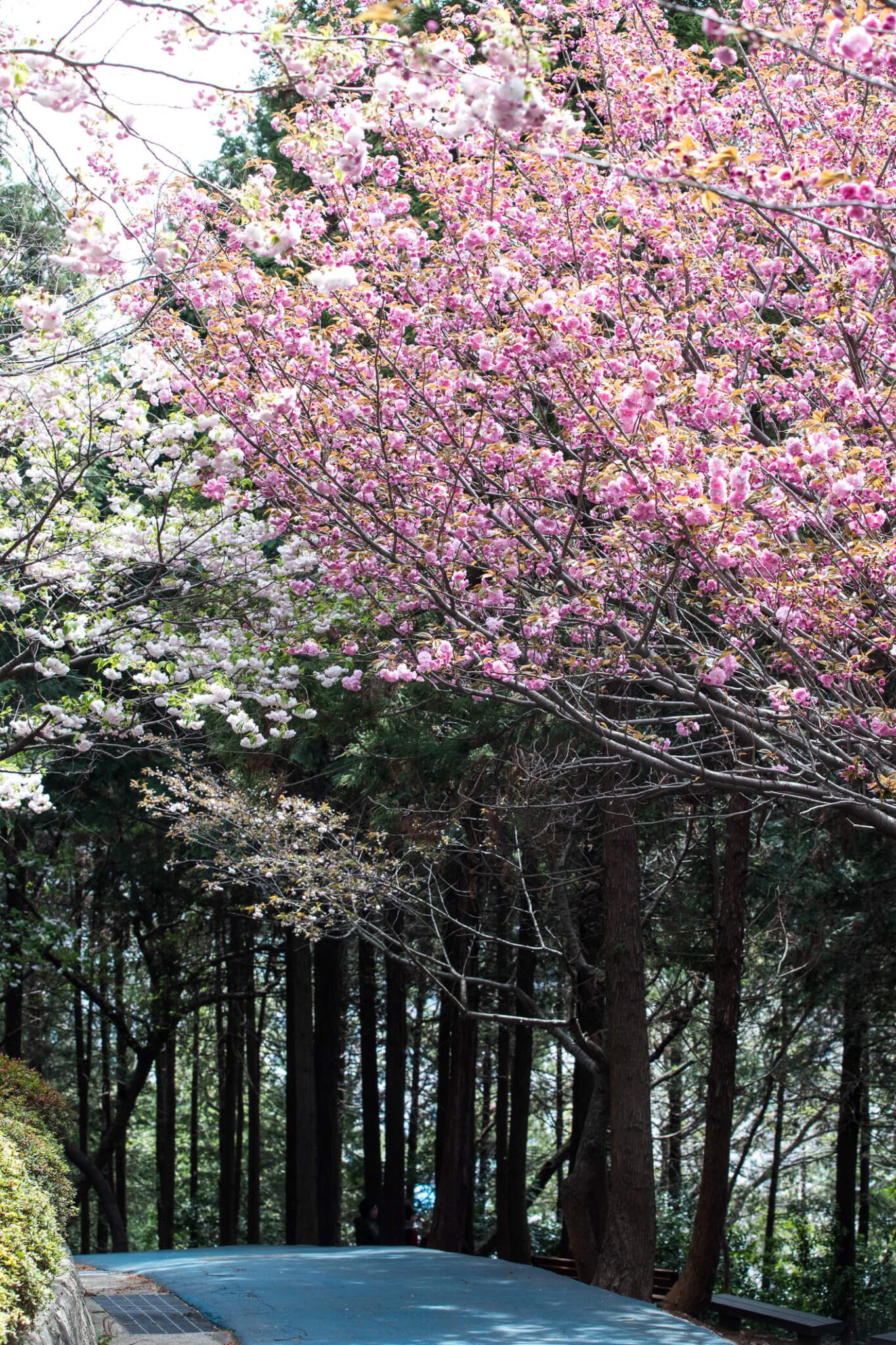 cherry blossoms in korea | democracy park busan