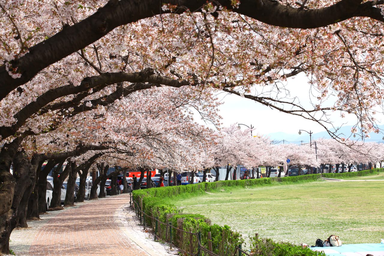 cherry blossoms in korea | Gyeongju Historic Areas