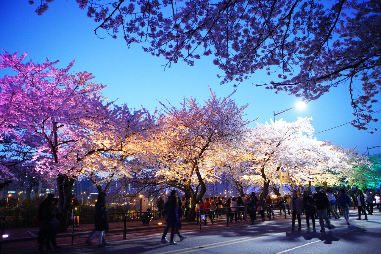 cherry blossoms in seoul | yeouido cherry blossom festival