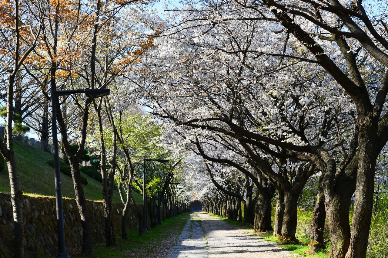 cherry blossoms in korea: wonju gangwondo