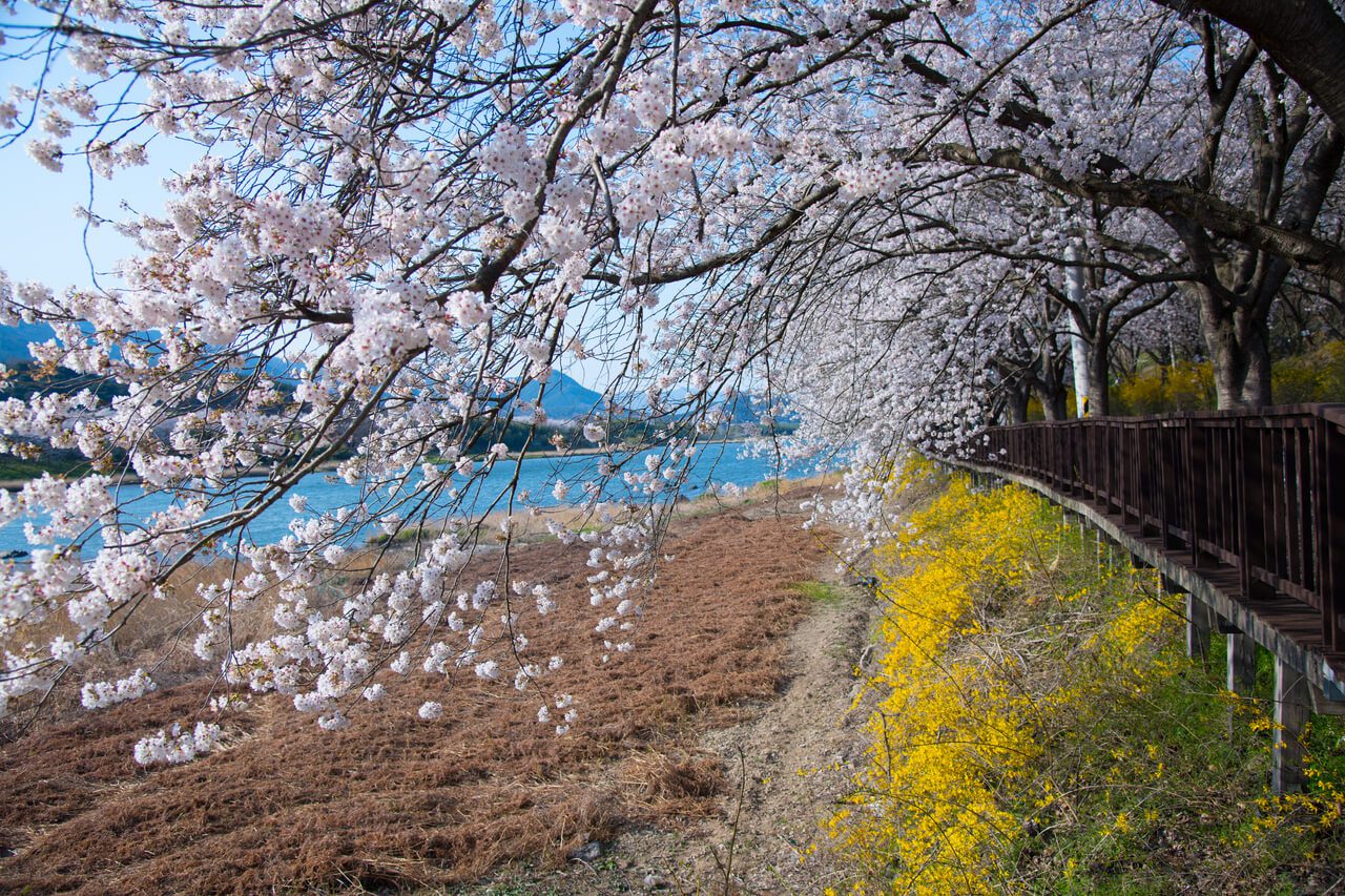 Gurye Seomjingang Cherry Blossom Path