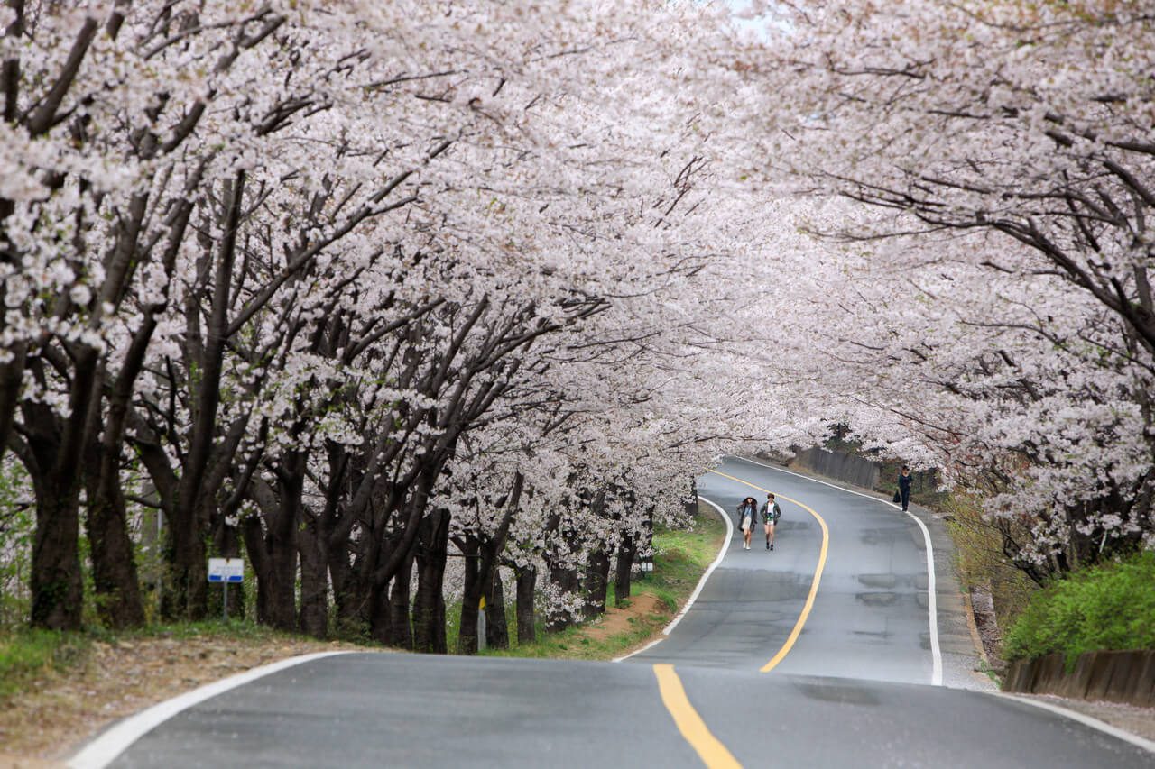 cherry blossoms in korea | Hwagae Simri Cherry Blossom Road