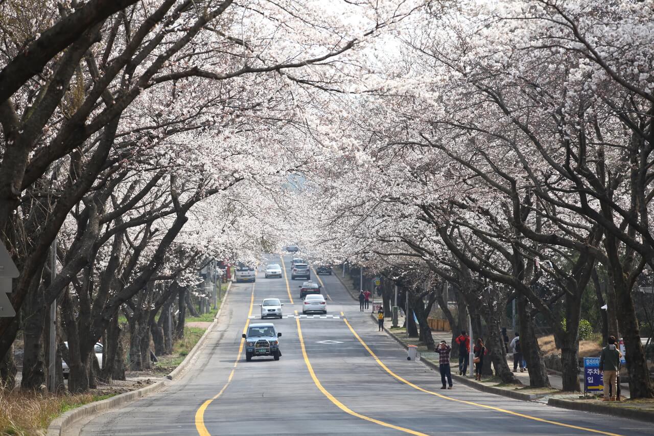 cherry blossoms in korea | jeju university