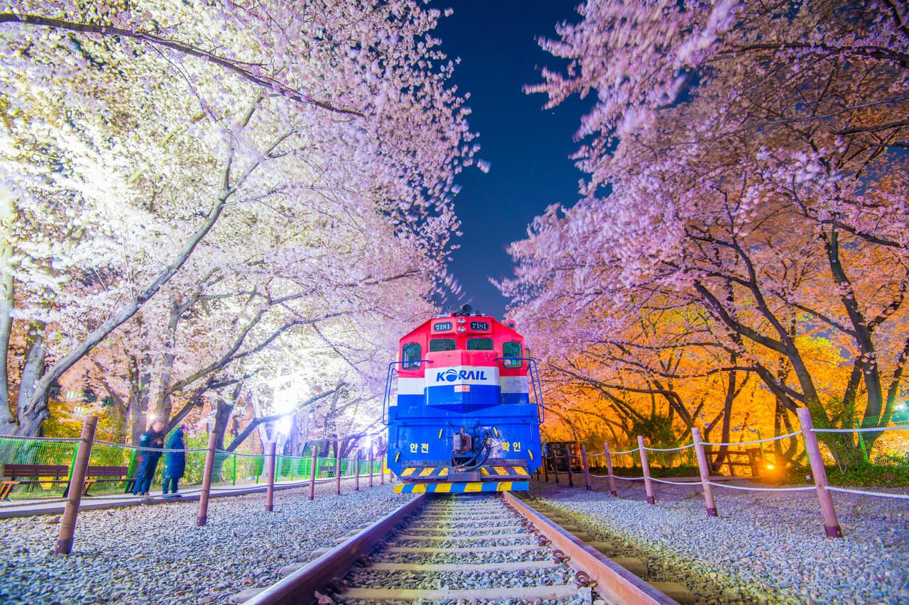 cherry blossom in south korea | gyeonghwa station in jinhae