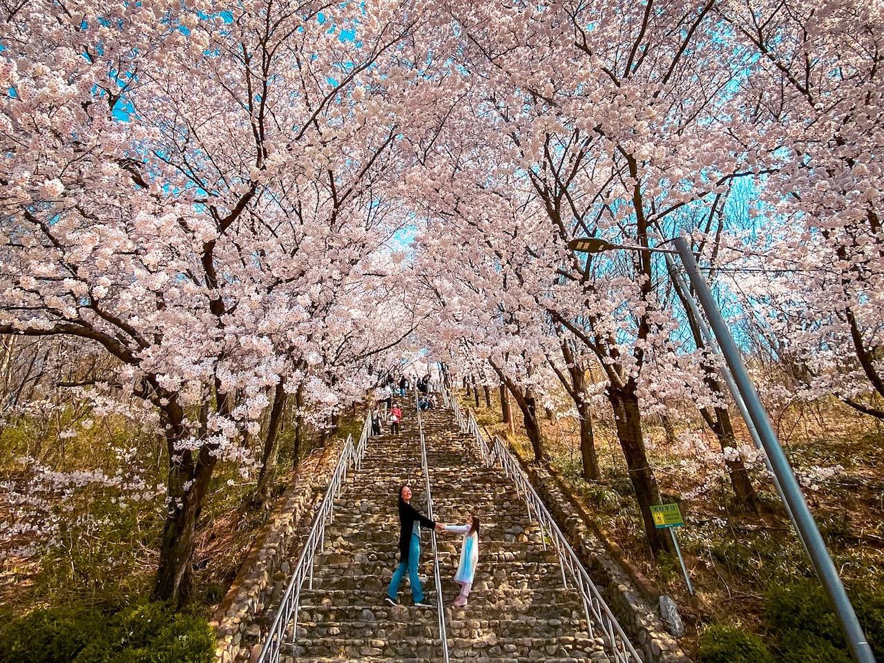 cherry blossoms in korea | chimsanjeong pavilion