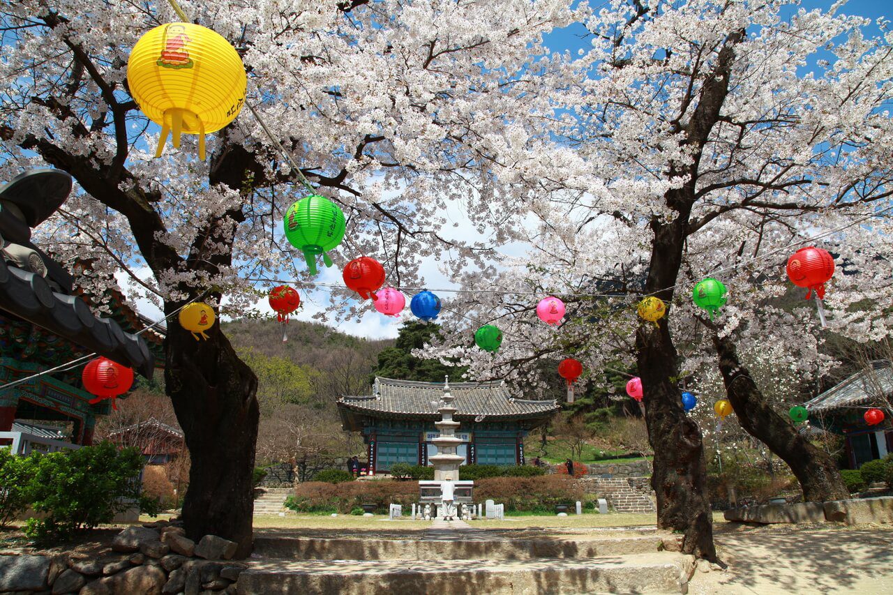 cherry blossoms in korea | sinwonsa temple gongju
