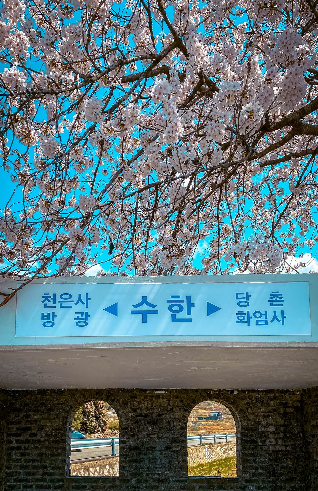 spring in korea | cherry blossoms in gurye