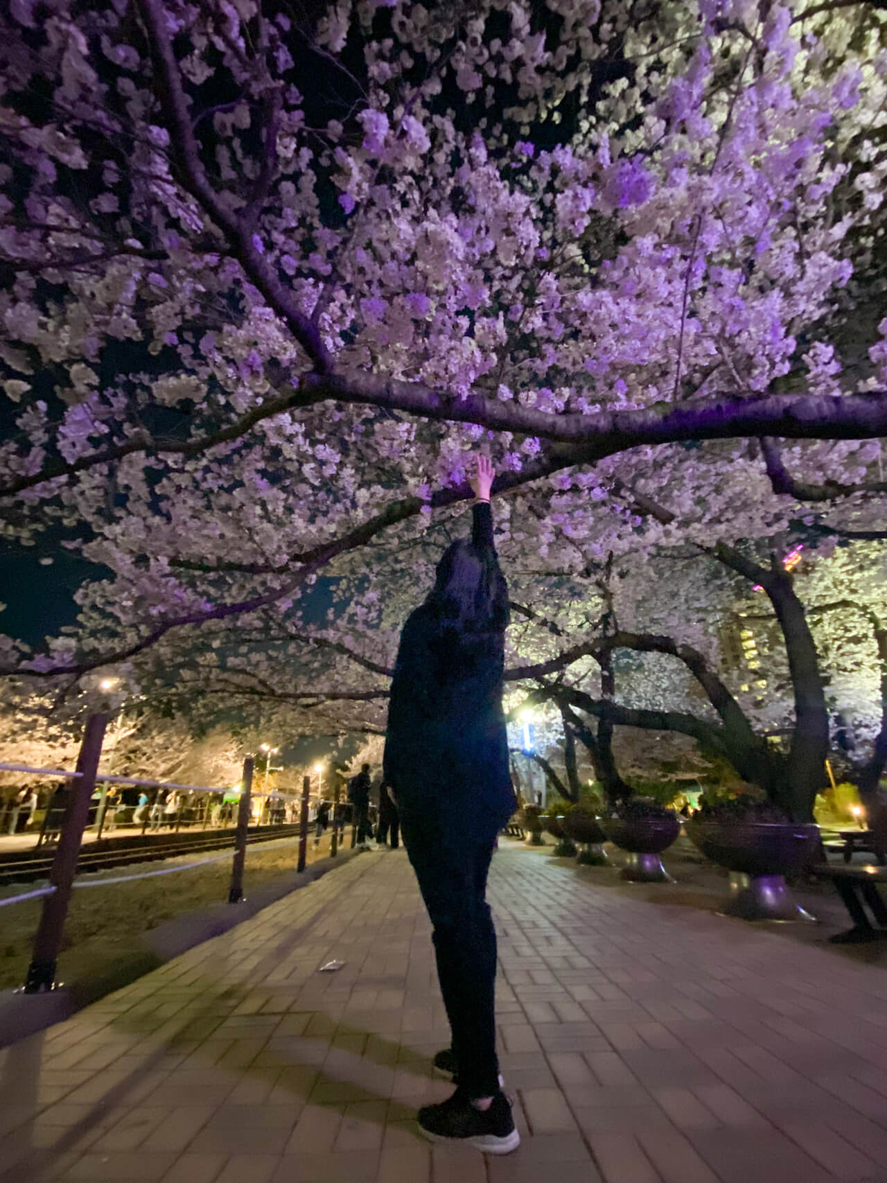 cherry blossoms in korea | Gyeonghwa Station jinhae korea