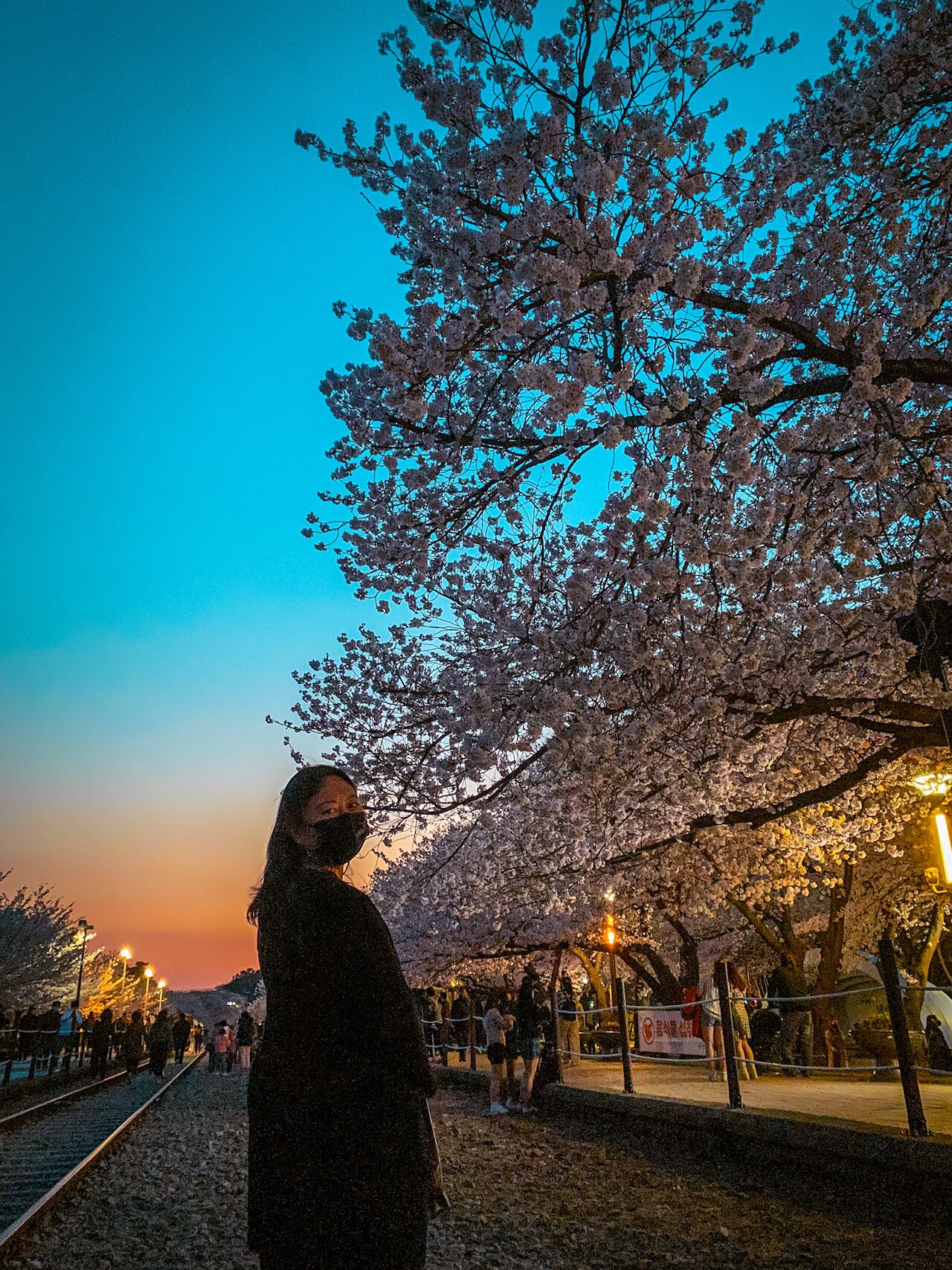 march in south korea | jinhae gunhangje cherry blossom festival gyeonghwa station