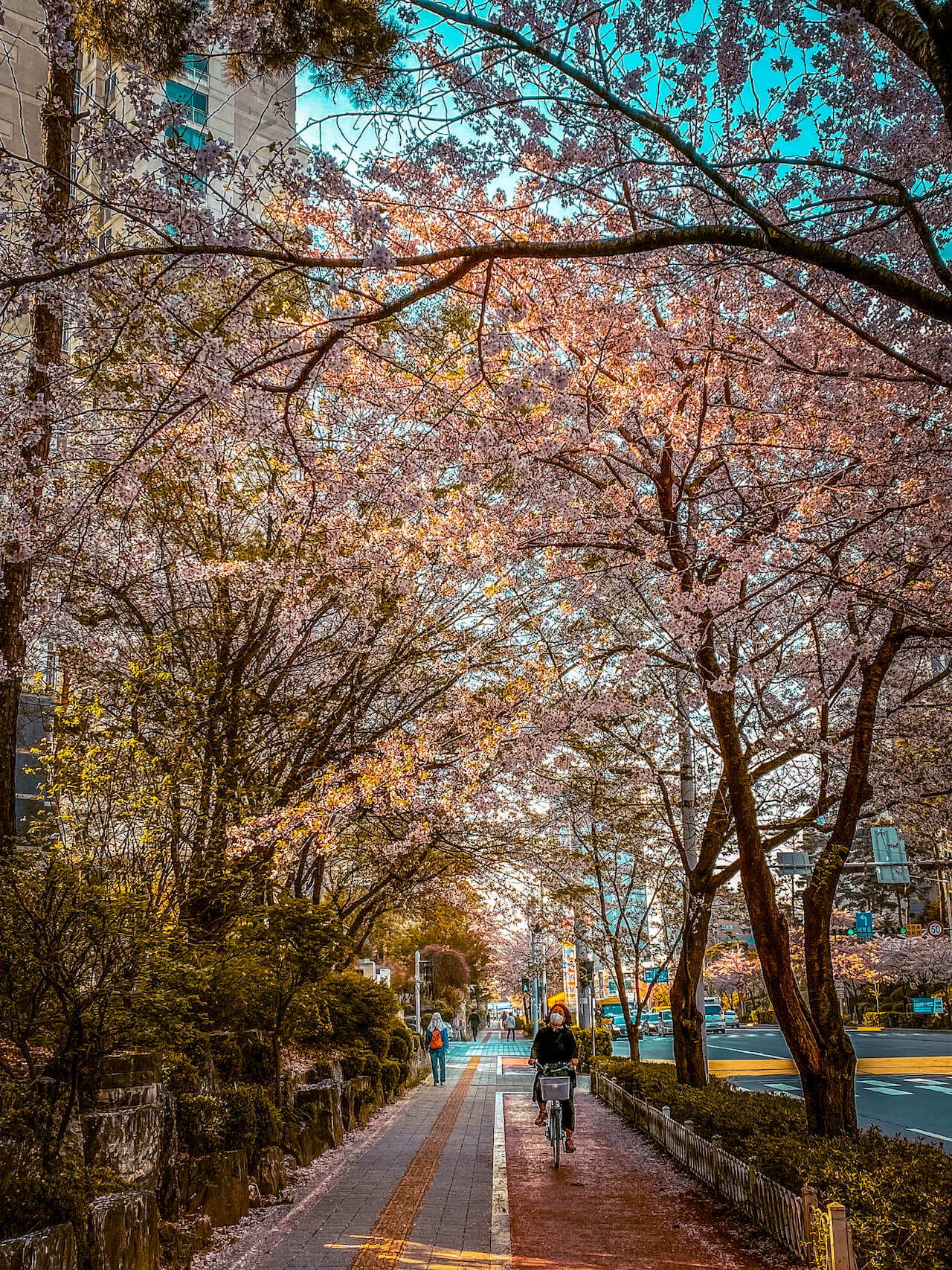 cherry blossoms in korea | seoul