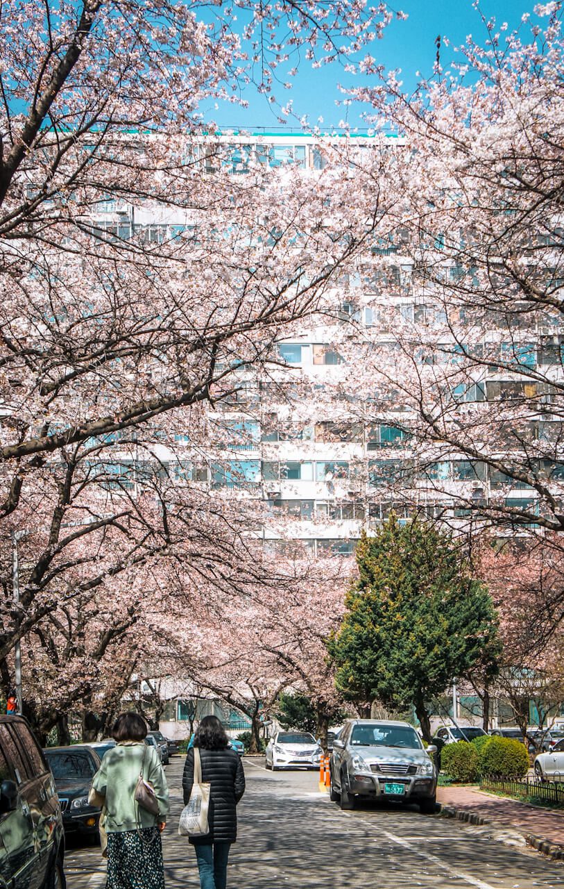 cherry blossoms in seoul | jamsil