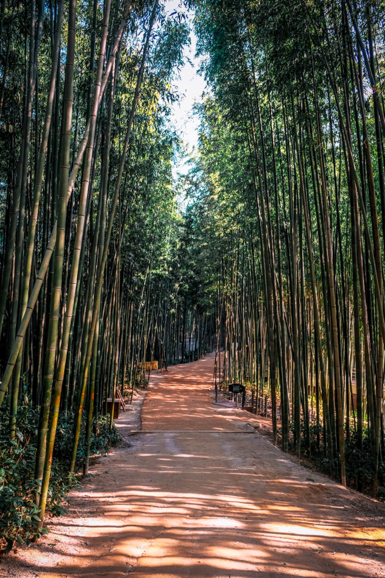 korea in may | damyang bamboo forest