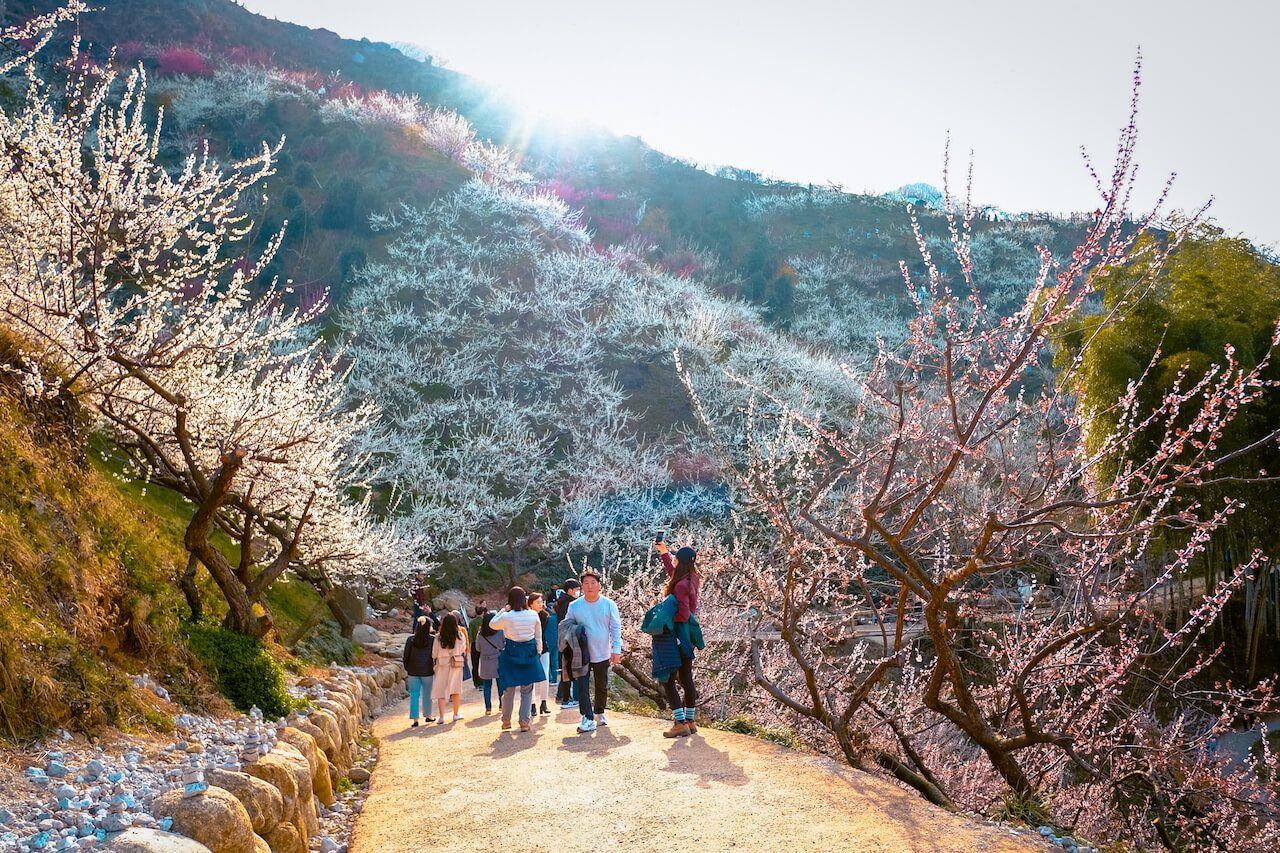 spring in korea | gwangyang maehwa village