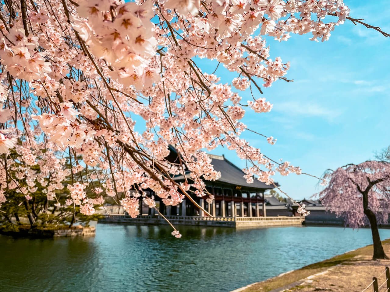 cherry blossom in south korea at gyeongbokgung palace