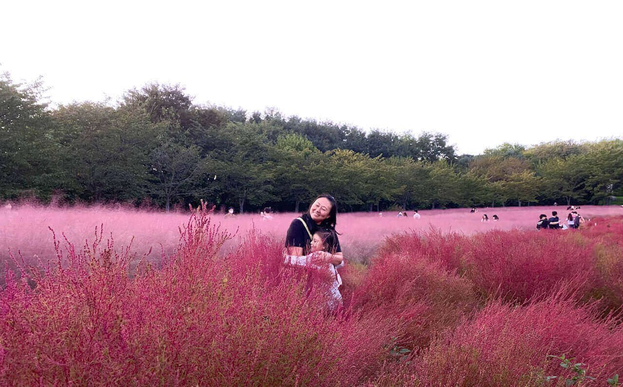 pink muhly at Olympic Park in Seoul