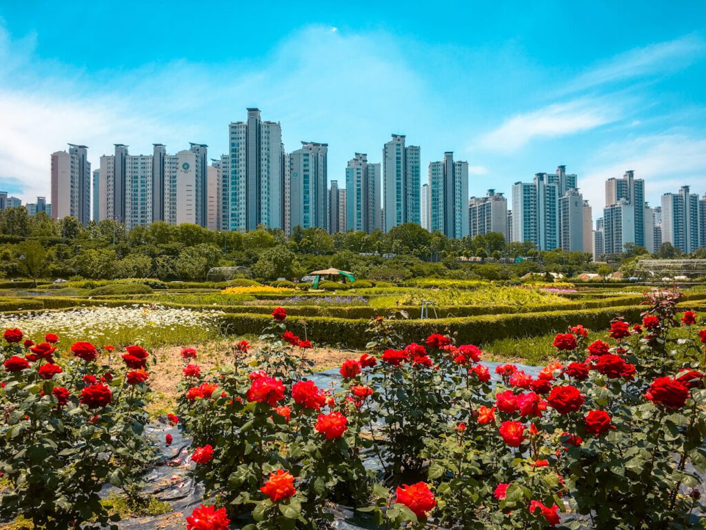 korea in may | flowers by the hangang 