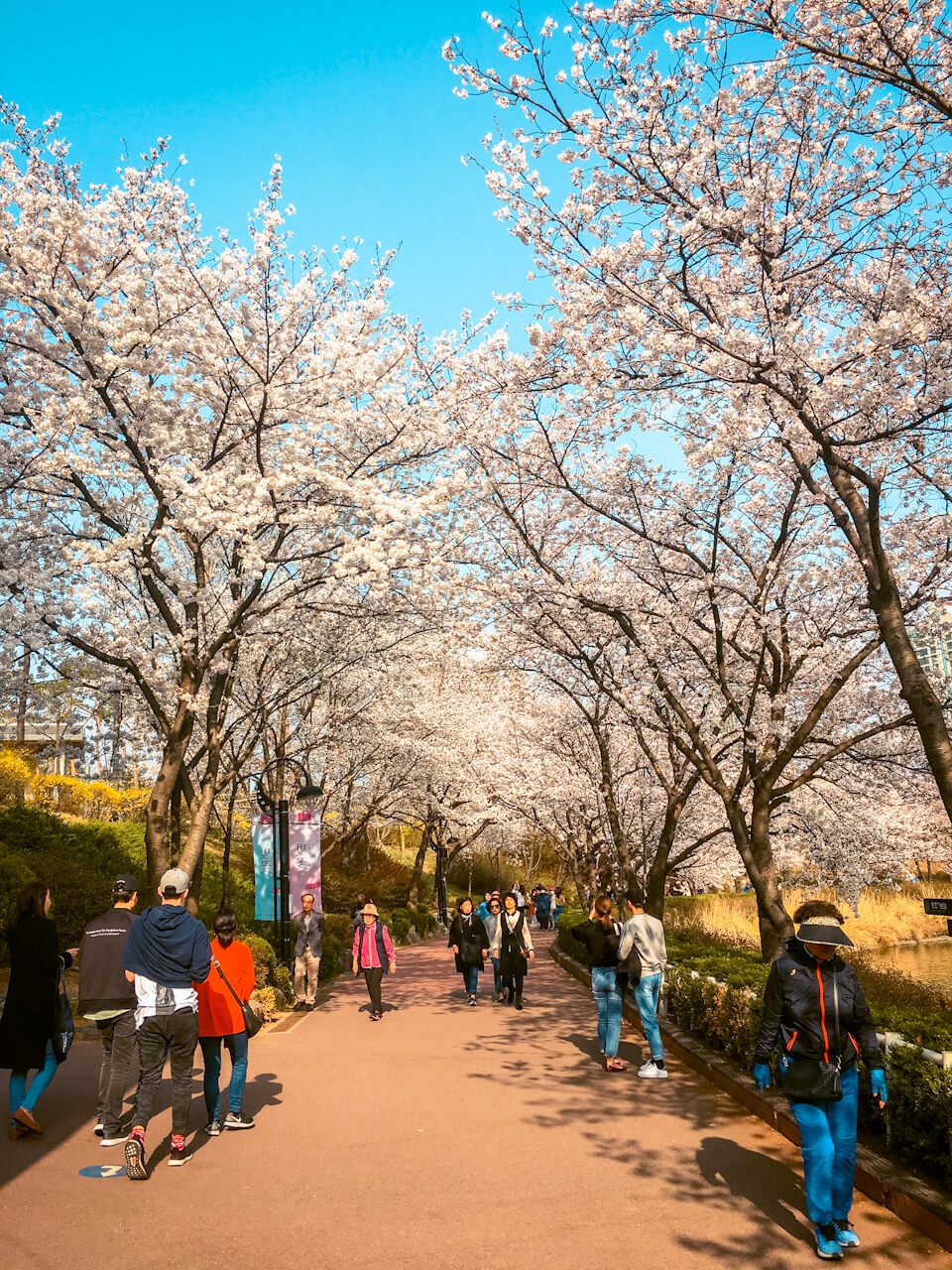 cherry blossoms in seoul | seokchon lake