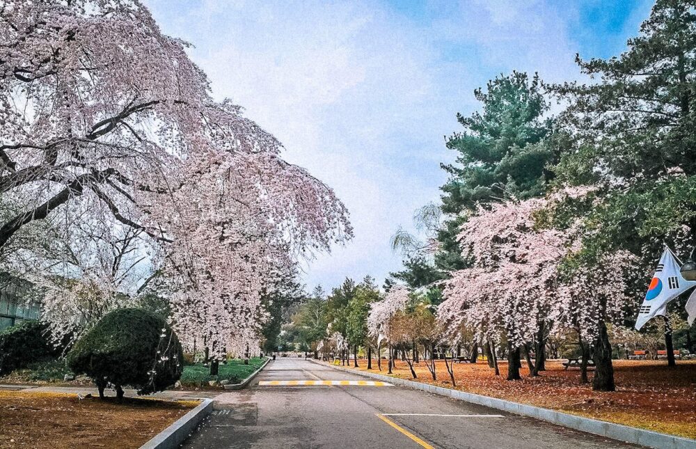 cherry blossoms in korea | seoul national cemetery