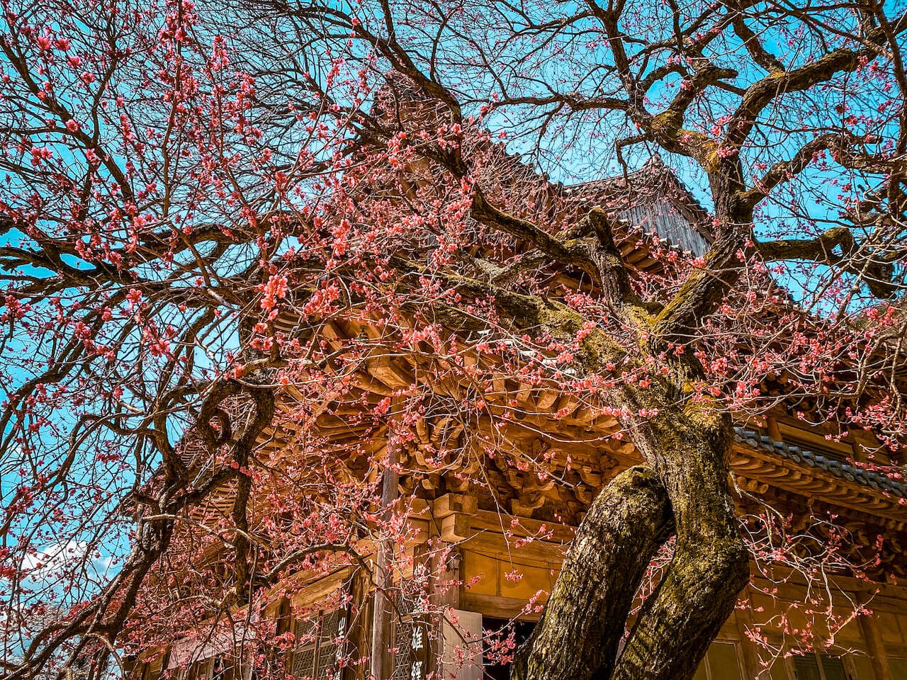 spring in korea | plum tree at hwaeomsa temple