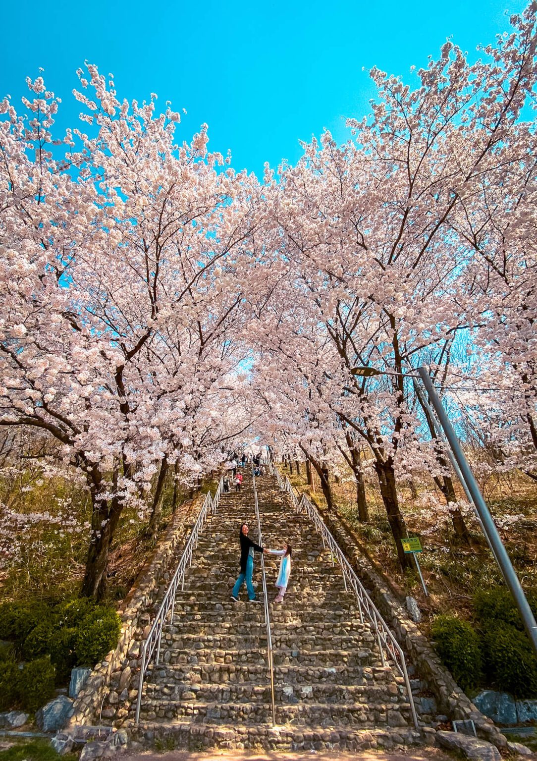 Where To See Cherry Blossoms In Korea 2025 Forecast And Best