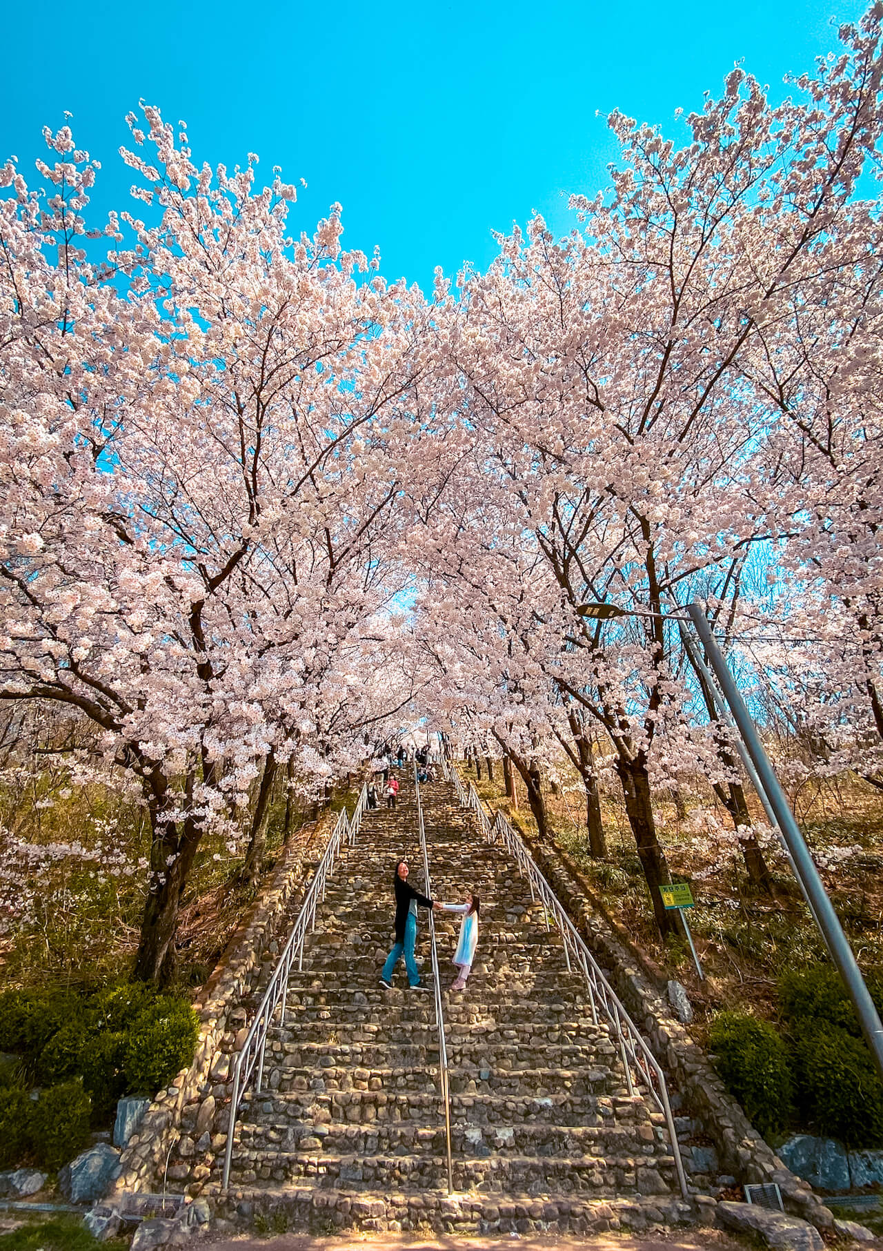 cherry blossoms in korea | chimsanjeong pavilion